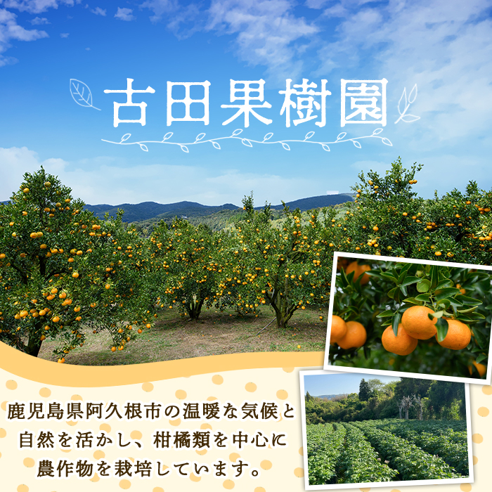 イベント中 和田果樹園の果物 10kg イベント中 和田果樹園の果物 10kg