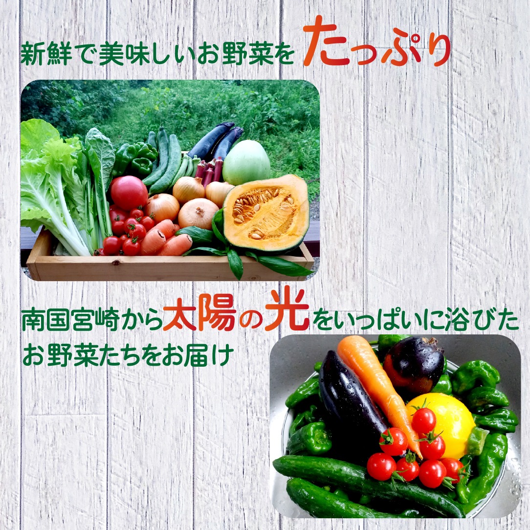 定期便 全6回】季節の野菜詰め合わせセット（新鮮 採れたて 野菜