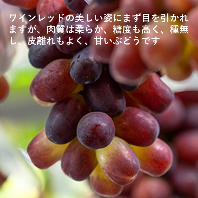 岡山県産 紫苑 1房(約500g) 果物 フルーツ ぶどう ブドウ 葡萄 国産