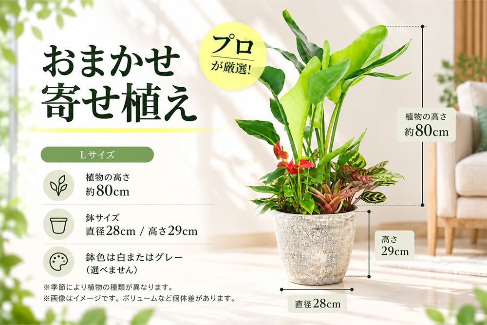 オリジナルアレンジ観葉植物 Lサイズ【寄せ植え インテリア リビング