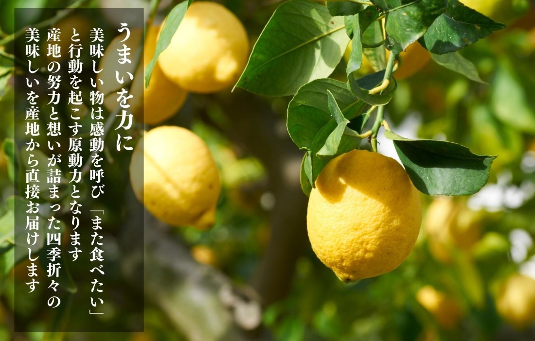 レモン 小玉 国産 箱込2.5kg(内容量約2.3kg) 秀品 S M L サイズ