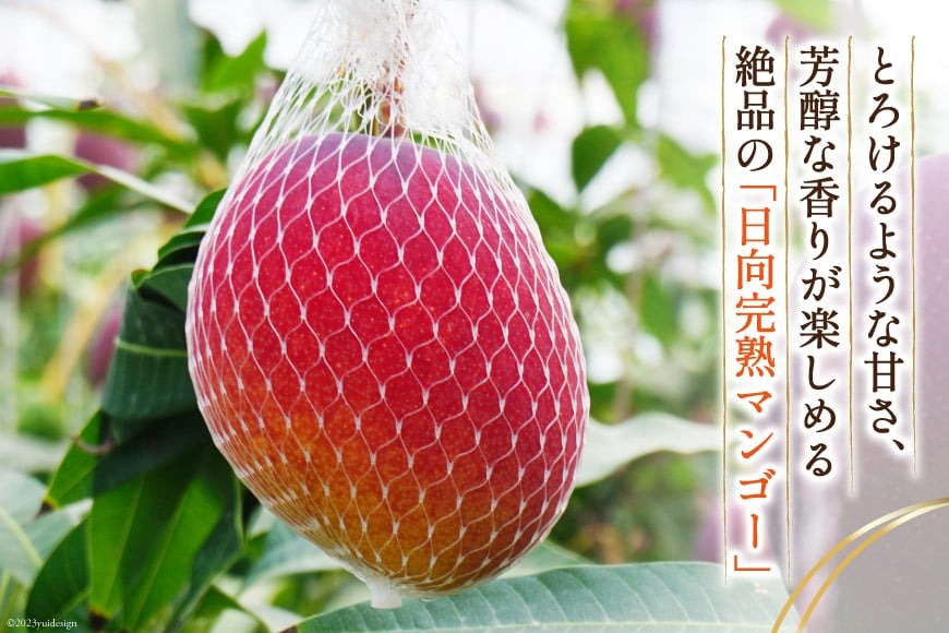 2026年夏発送】「生産者応援・数量限定」 訳あり 宮崎 完熟 マンゴー