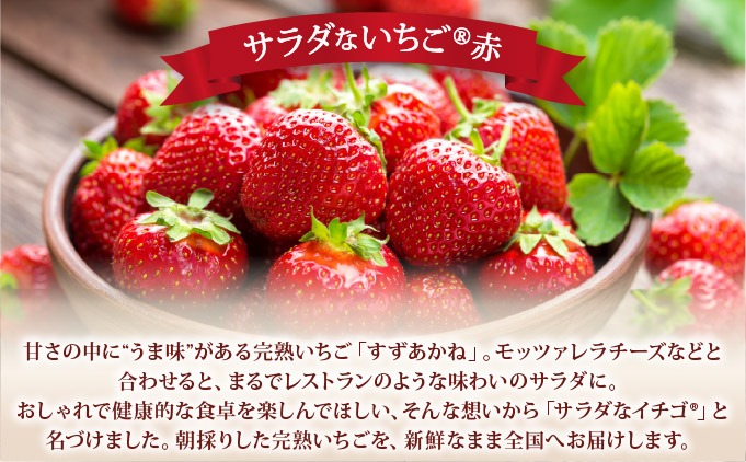 2026年先行予約＞ サラダないちご（赤・白）【ecg-003】（北海道伊達市
