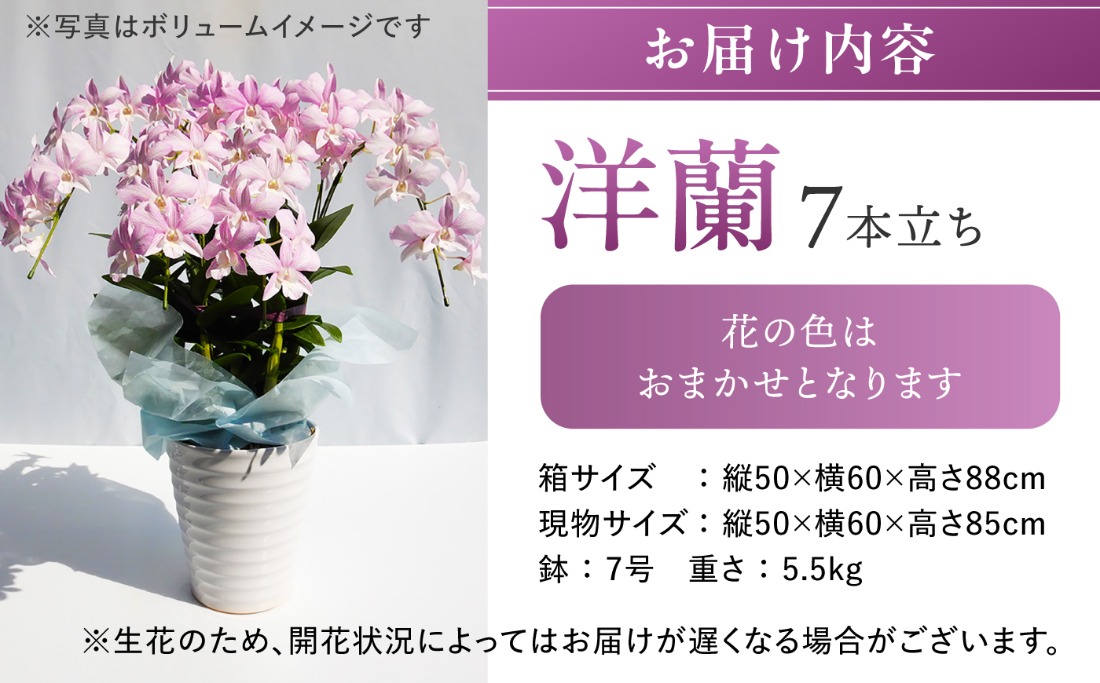 現品限り　洋蘭　洋ラン　デンファレ　8寸　7F 10セット 限定 】 デンファレ （ 洋蘭 ） 7本 立ち 《糸島》【和饗エコ