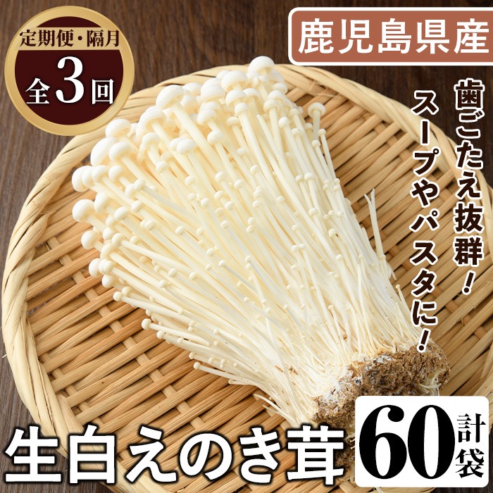 定期便(奇数月)・全3回＞生白えのき茸(計60袋・20袋×3回)国産 エノキ