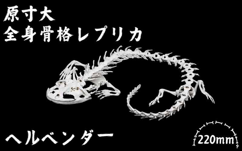 全身 骨格 レプリカ ヘルベンダー 原寸大 / 標本 コレクション