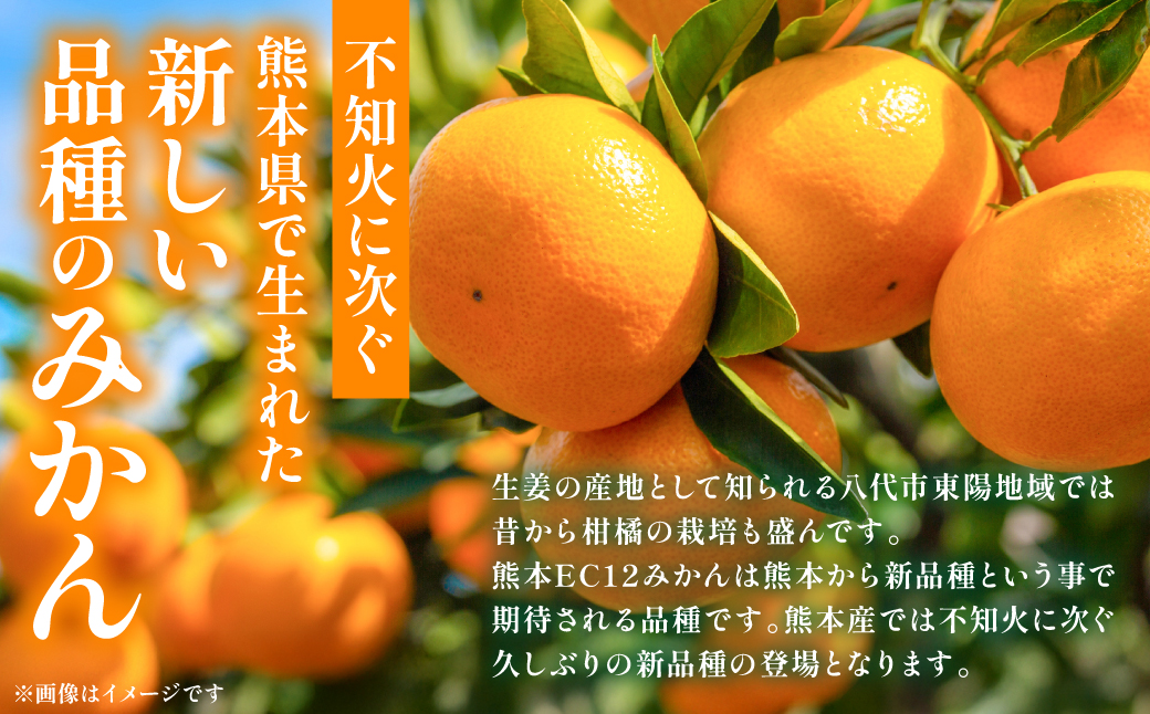 八代市 東陽産 EC12みかん 2kg以上入り(8玉～20玉) 柑橘 ミカン