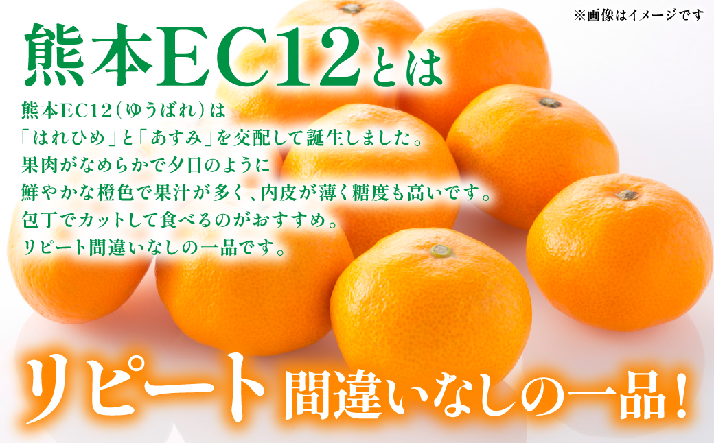 八代市 東陽産 EC12みかん 2kg以上入り(8玉～20玉) 柑橘 ミカン