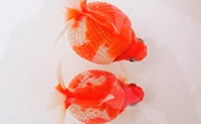 ピンポンパール 金魚 国産 1匹〜10匹 セット 観賞魚 生体 きんぎょ