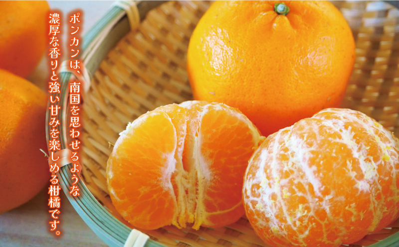 先行予約 訳あり ポンカン 5kg 7000円 ぽんかん みかん mikan 蜜柑
