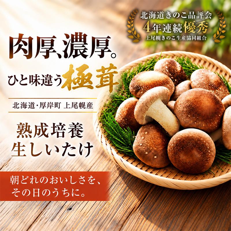訳あり 椎茸 北海道 厚岸町 上尾幌 朝どれ 菌床 しいたけ 「極茸