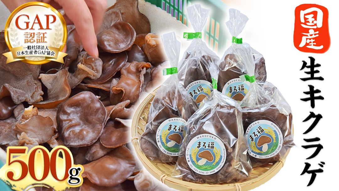ファーム大畑 】 生キクラゲ 500g きくらげ 国産 国産きくらげ GAP規範