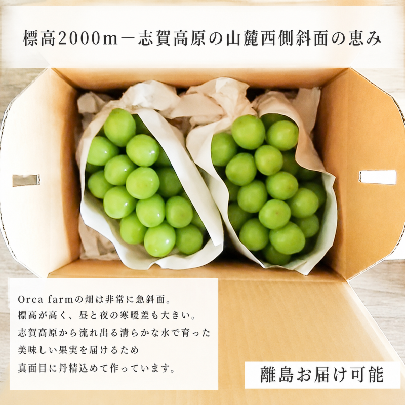 食品 ③ 9月3日朝採り午前発送 長野産シャインマスカット約3kg