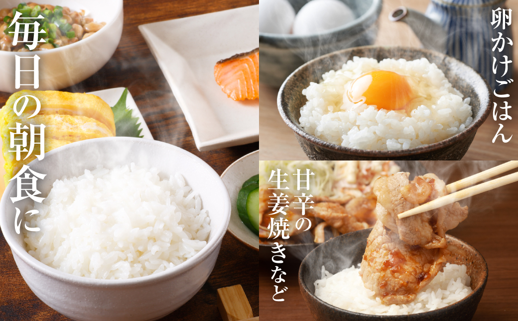令和7年産】 熊本県産 森のくまさん 5kg (5kg×1袋) オリジナル