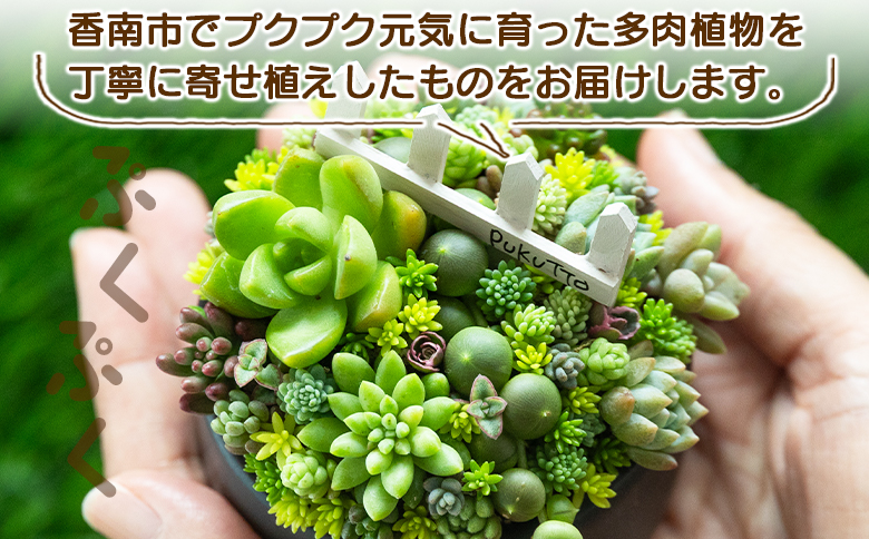 多肉植物の寄せ植え Mサイズ - 鉢植え インテリア ガーデニング