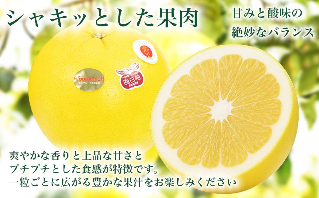 あおいページA「晩白柚＋上野早生」セット 先行予約】 晩白柚 ばんぺいゆ 2Lサイズ 1玉 約2kg 果物 果実 くだもの