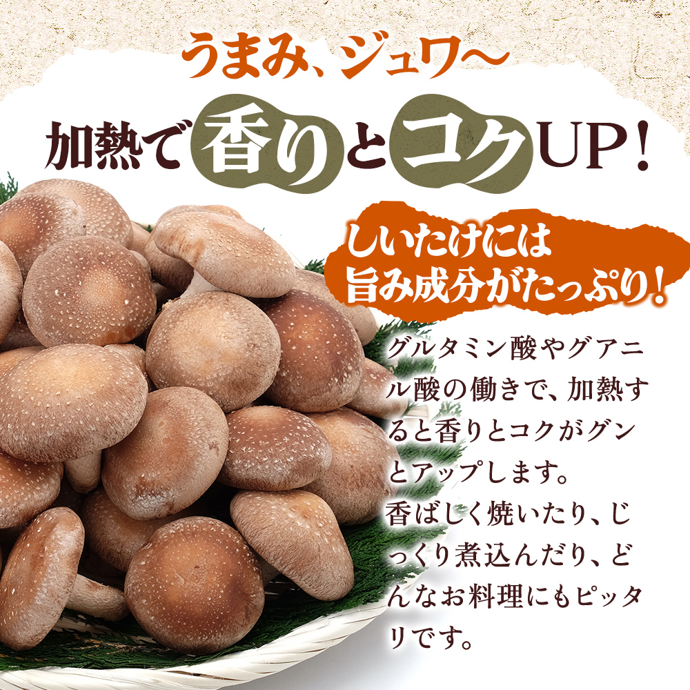 北海道産 厚岸町 上尾幌 菌床栽培 キングしいたけ 1パック プリンス