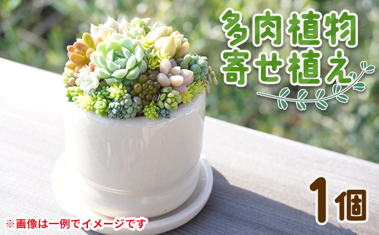 多肉植物 多肉 寄せ植え 1個 - 鉢植え インテリア ガーデニング