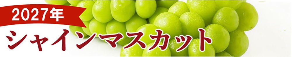 シャインマスカット