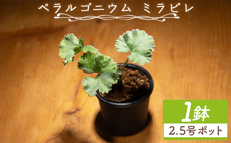 塊根植物 ミラビレ ペラルゴニウム - 植物 実生苗 インテリア