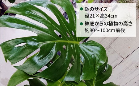 モンステラ （ 大 ） （ スクエアポット ） 糸島市 / cocoha [AWB021