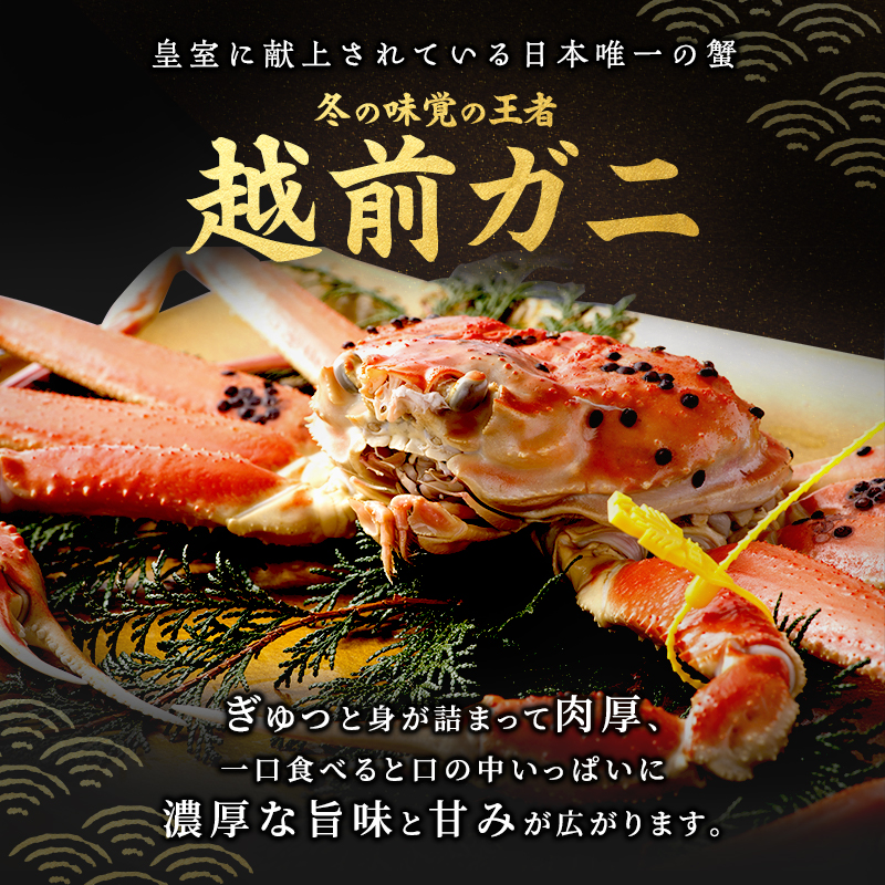 期間限定 茹で 越前ガニ 約800g以上 1杯 配送 食通もうなる本場の味を