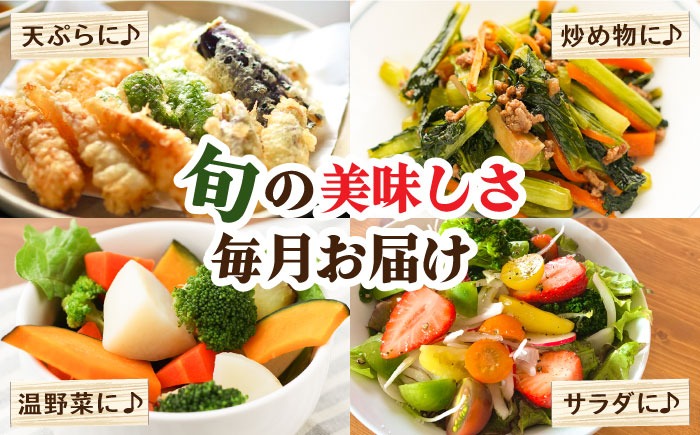 『本日の島野菜＆フルーツ 25品（ご希望セット）』島らっきょう　宇宙芋　ヘチマ ▽【4回定期便】沖縄県 石垣島の野菜・フルーツBOX ≪野菜4～5