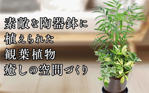 D039 季節の観葉植物寄せ植え 6号陶器鉢 選べる鉢色 室内園芸装飾マイ