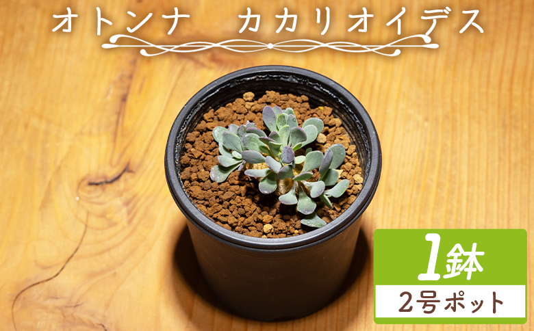 塊根植物 カカリオイデス オトンナ - 植物 オトンナ属 インテリア