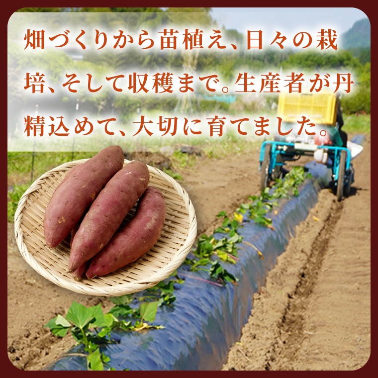 先行予約】熟成さつまいも 栗かぐや 5kg【10月中旬より順次発送予定