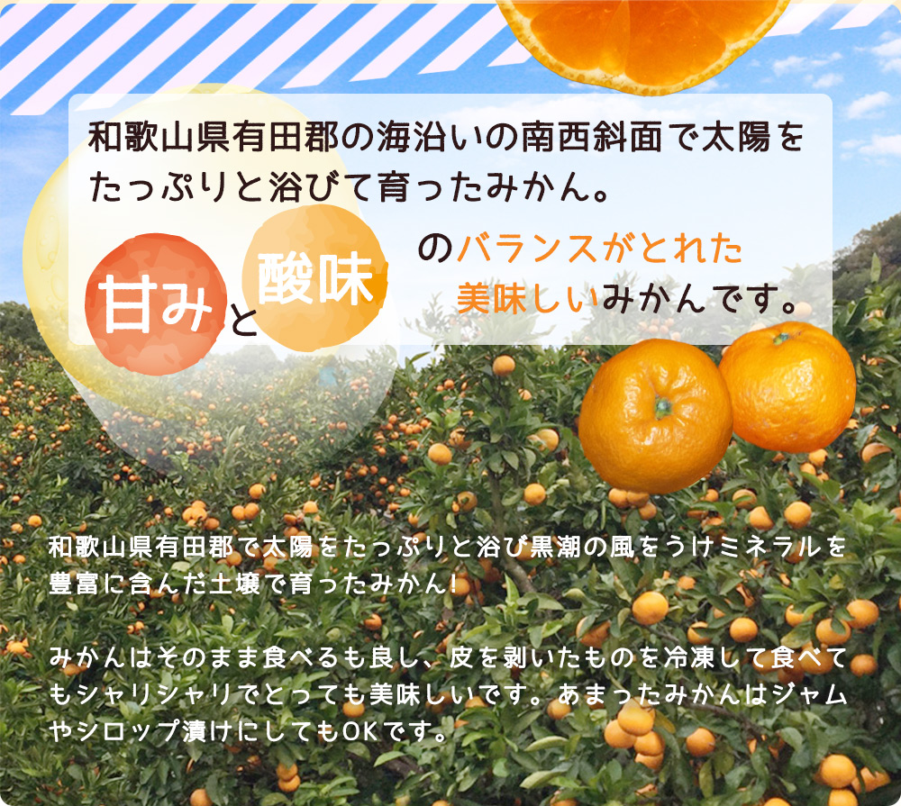 2026年先行予約】【ご家庭用】和歌山 有田みかん 約5kg (SS、S、M