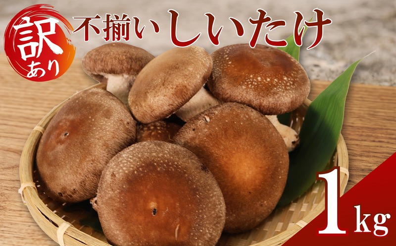 しいたけ 訳あり 不揃い 生しいたけ 1kg 生 シイタケ 椎茸 大ぶり 食べ