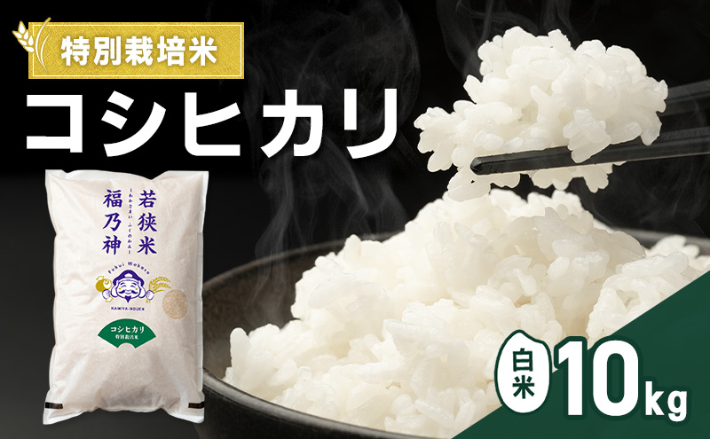 令和7年産 特別栽培米 コシヒカリ 10kg（白米） 米 お米 こしひかり