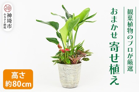 オリジナルアレンジ観葉植物 Lサイズ【寄せ植え インテリア リビング