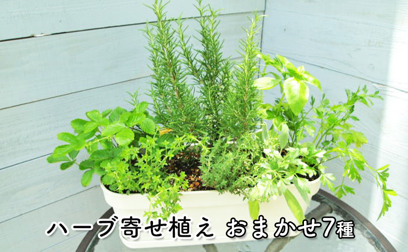 ハーブ 7種 フレッシュハーブ 香りの寄せ植え 白鉢 受皿付き 植物