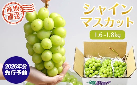 2026年発送分 先行予約】シャインマスカット（1.6-1.8kg） シャイン