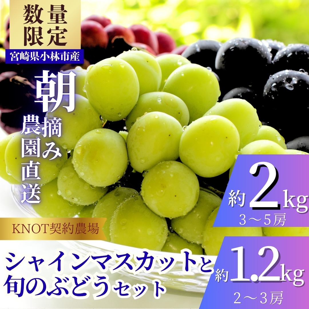 完熟たわわシャインマスカットと旬ぶどうセット2kg（3～5房