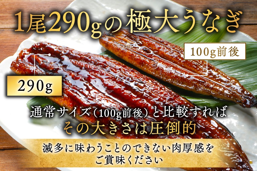 国産 希少 超極大 特上うなぎ(290g×2尾)【OT000O290】（北海道別海町
