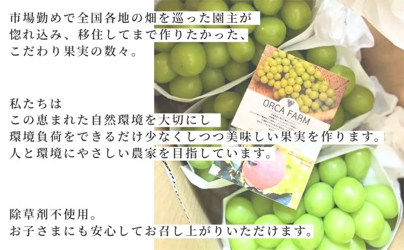2026年10月～発送】シャインマスカット 3～6房 約3kg ぶどう ブドウ
