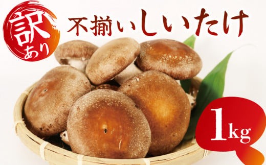 訳あり 不揃い 生しいたけ 1kg 生 しいたけ シイタケ 椎茸 大ぶり 食べ