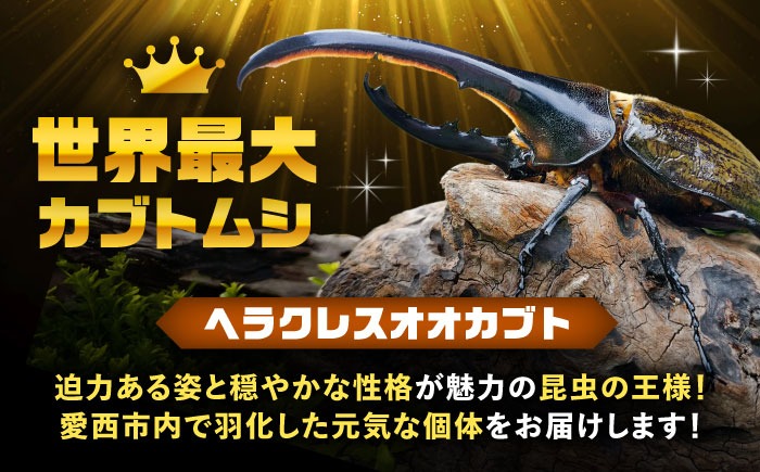 配送不可地域：北海道・沖縄・離島】ヘラクレスオオカブト成虫