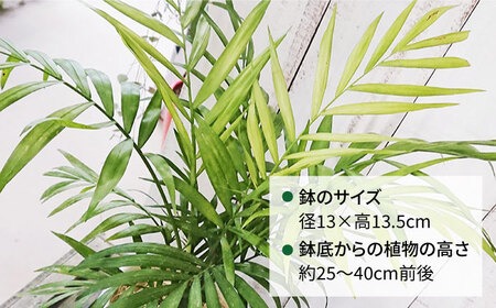 テーブル椰子5年もの テーブル ヤシ 糸島市 / cocoha[AWB009] 観葉植物 緑 グリーン 室内