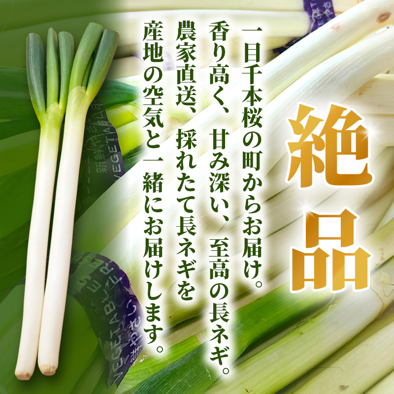 長ねぎ 約5kg 新鮮 野菜 ねぎ 葱 野菜 やさい 新鮮 鍋 薬味 焼きネギ