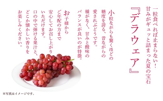 デラウェア 2kg 【 2026年7月上旬発送開始 】 (茨城県共通返礼品：大子 デラウェア ぶどう 本年度終了