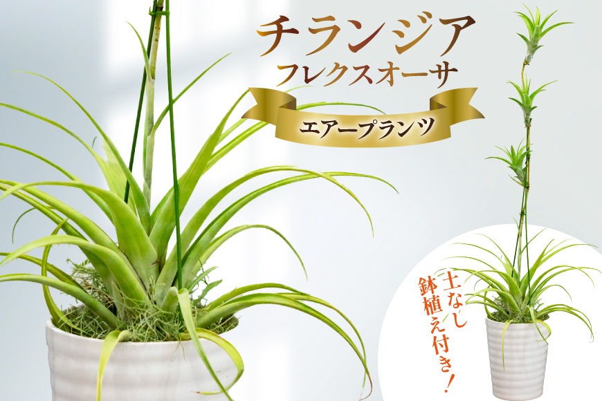 AI176 鉢植えで飾る チランジア フレクスオーサ [ 観葉植物 インテリア