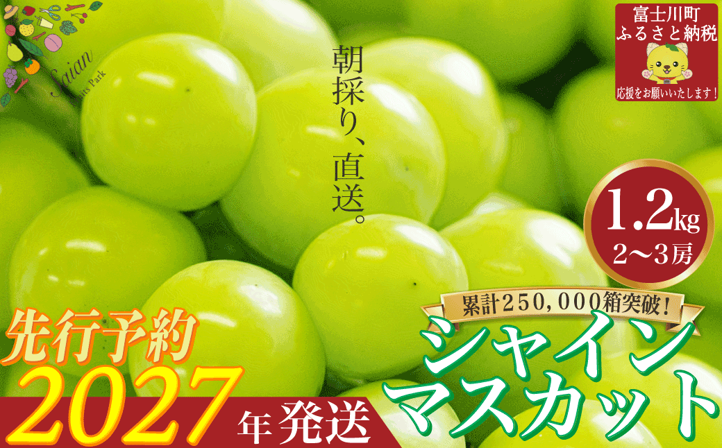 2027年発送分 先行予約】 シャインマスカット1.2kg（2～3房） 8月中旬