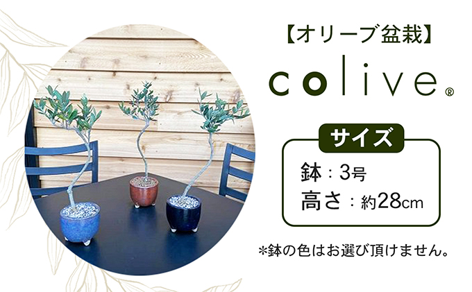 小豆島 】オリーブのミニ盆栽 olive（ コリーブ ） 植物 観葉植物