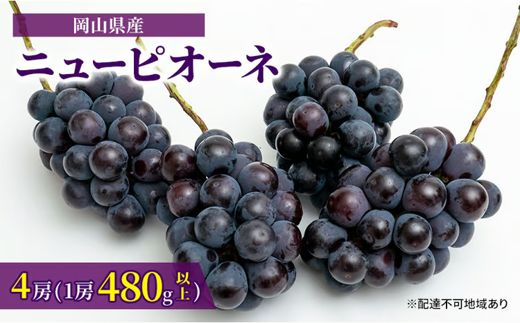 ぶどう 2026年 先行予約 ニュー ピオーネ 4房（1房480g以上）約2kg