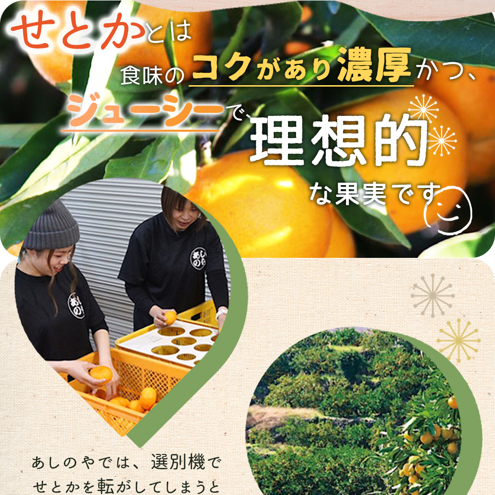 せとか　12玉　2箱セット 2026 ギフト せとか 青秀 約2.2kg 大きさお任せ 贈答用 愛媛県 中島