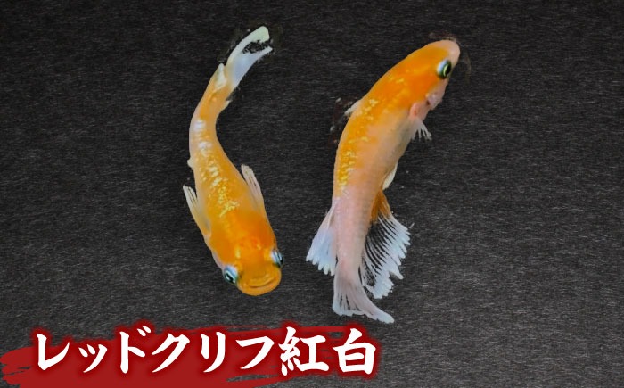 dd7d8252-2212-49c1-bec2-